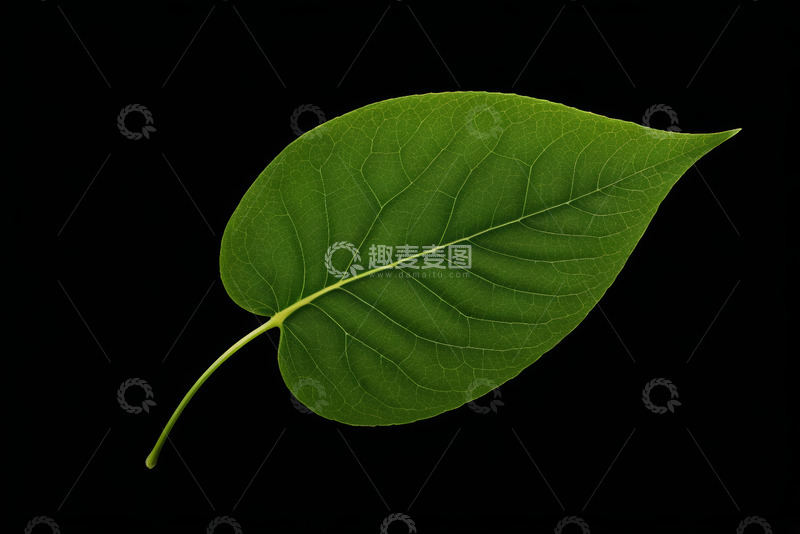高清大图下载【趣麦麦图】黑色背景下的绿色叶片特写