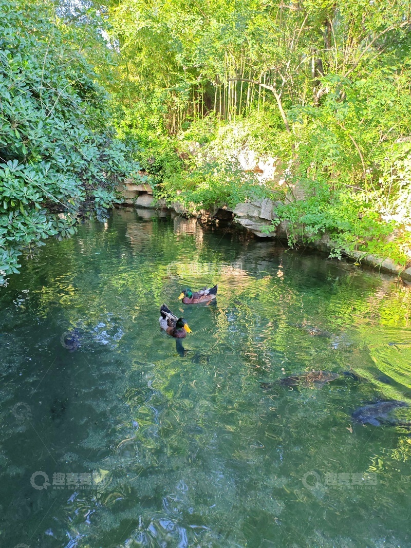 高清大图下载【趣麦麦图】绿意盎然小河游鸭
