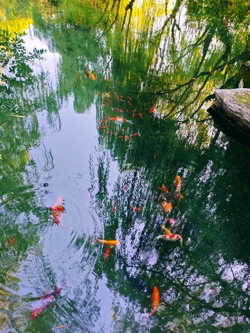 锦鲤戏水自然风光摄影