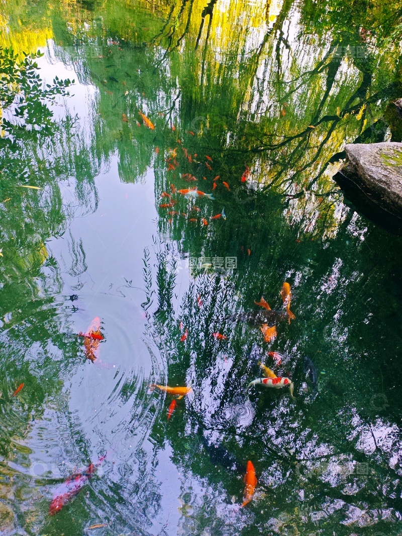 高清大图下载【趣麦麦图】锦鲤戏水自然风光摄影