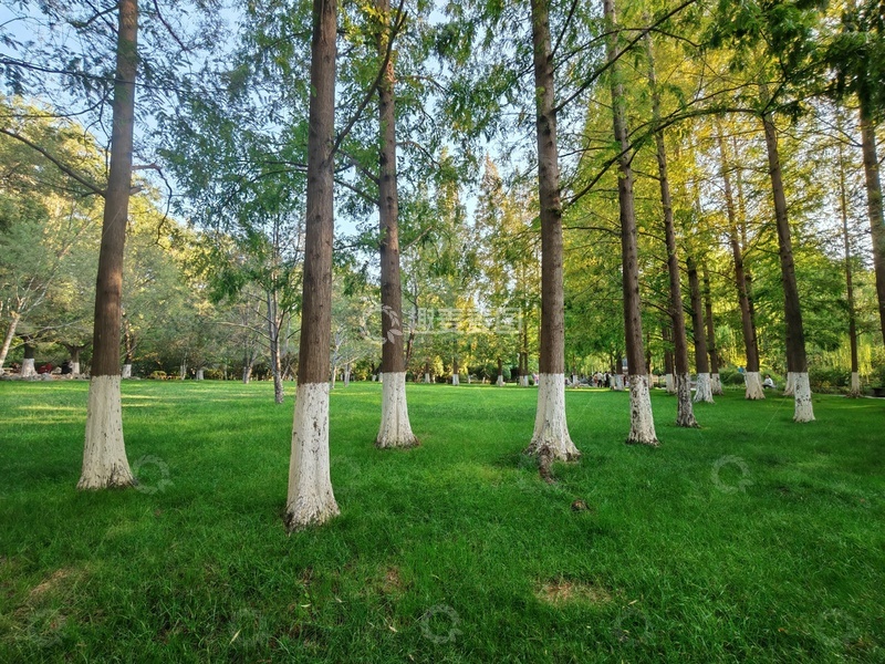 高清大图下载【趣麦麦图】森林绿草地自然风光摄影
