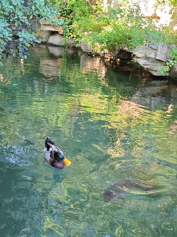 绿水中鸭子悠闲游