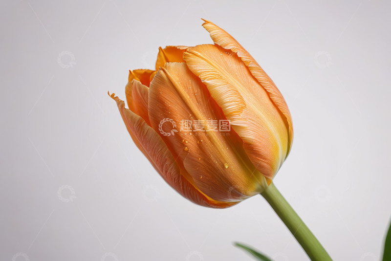 高清大图下载【趣麦麦图】橙色郁金香特写