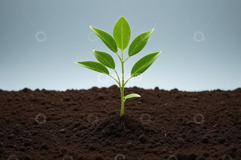 高清大图下载【趣麦麦图】土壤中生长的嫩绿植物