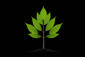 黑色背景下的绿色植物