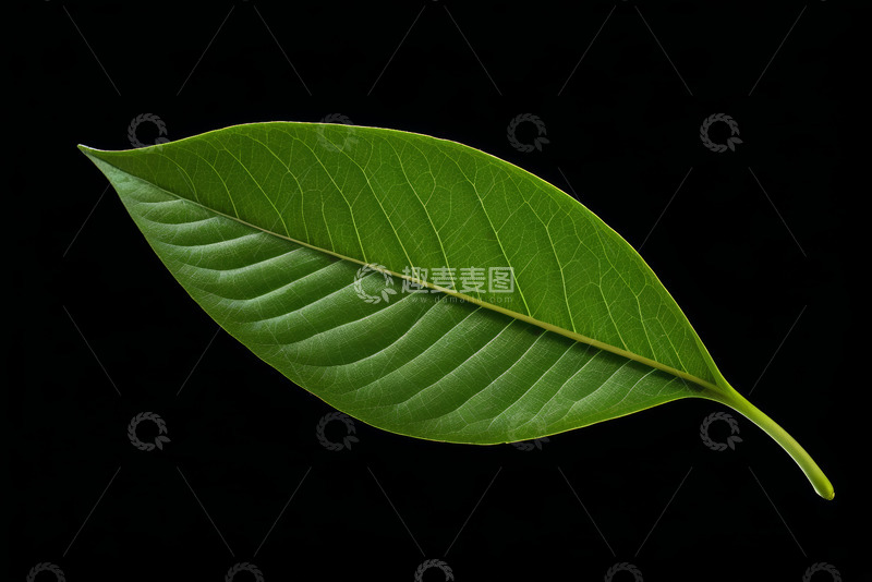 高清大图下载【趣麦麦图】绿色植物叶片特写