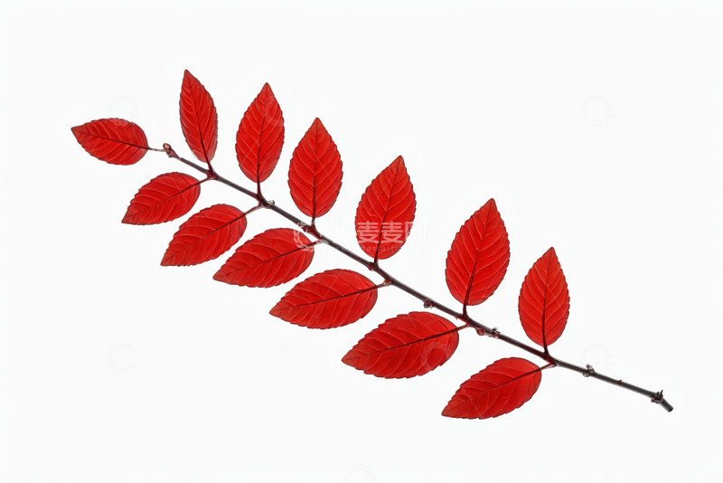 高清大图下载【趣麦麦图】红色叶片特写素材