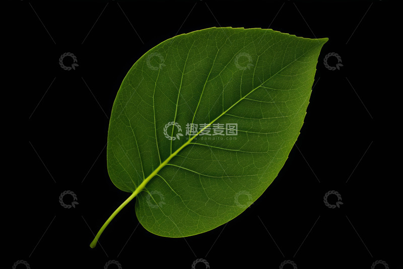 高清大图下载【趣麦麦图】黑色背景下的绿色叶片特写