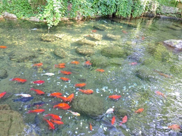 锦鲤池景观自然风光摄影