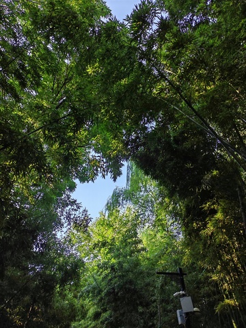 竹林深处蓝天现