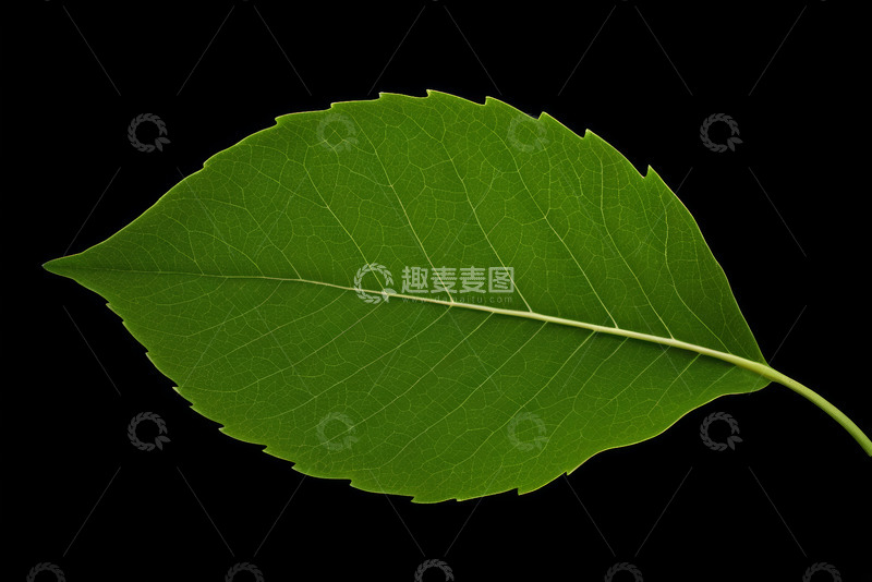 高清大图下载【趣麦麦图】绿色树叶特写素材