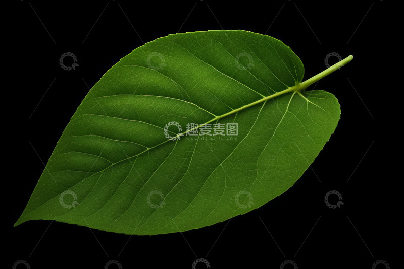 高清大图下载【趣麦麦图】绿色叶片特写素材