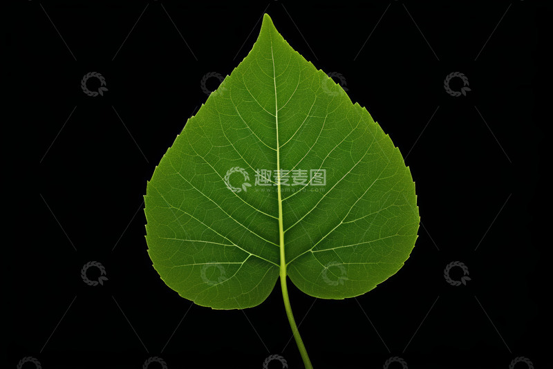 高清大图下载【趣麦麦图】绿色单叶特写