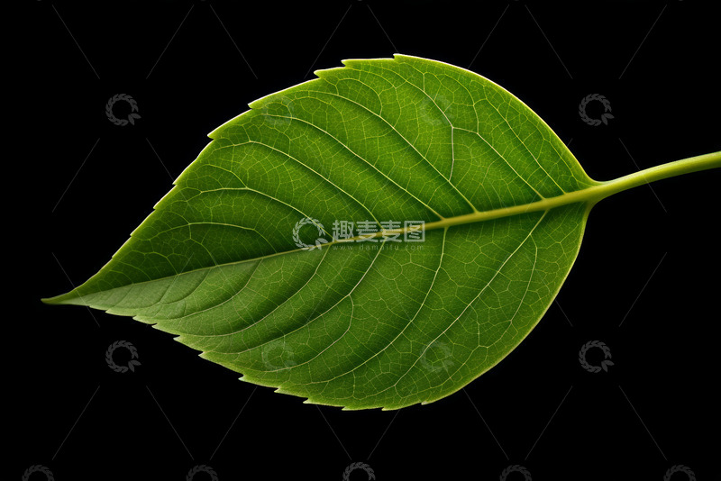 高清大图下载【趣麦麦图】绿色树叶特写素材