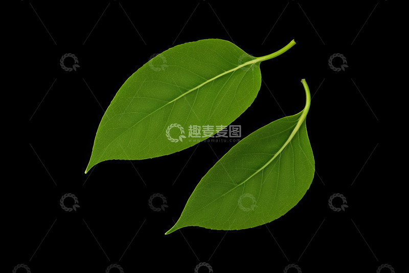 高清大图下载【趣麦麦图】黑色背景下的两片绿色叶子