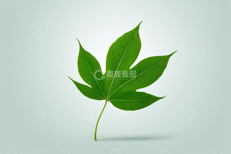 高清大图下载【趣麦麦图】单枚绿色植物叶子特写