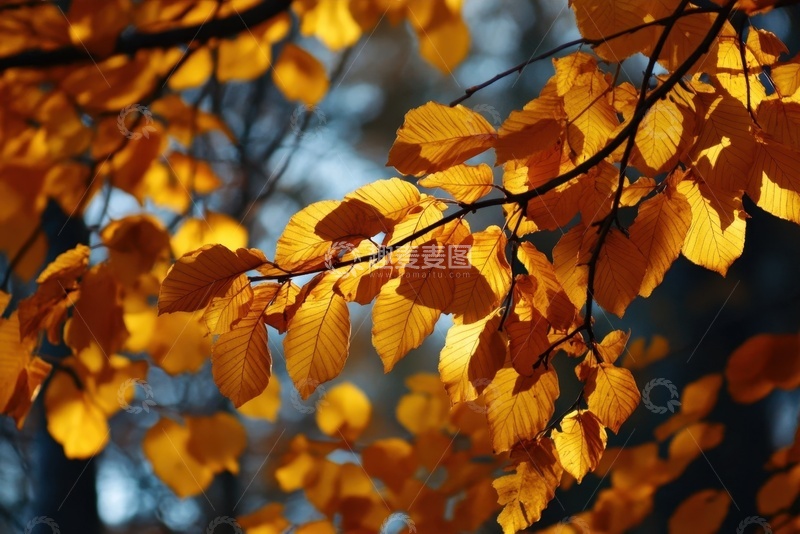 高清大图下载【趣麦麦图】秋季黄色的树叶枝叶