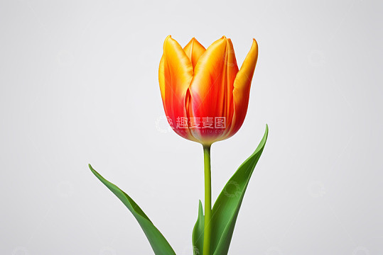 橙红色郁金香特写