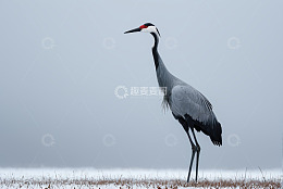 站立于雪地的灰鹤