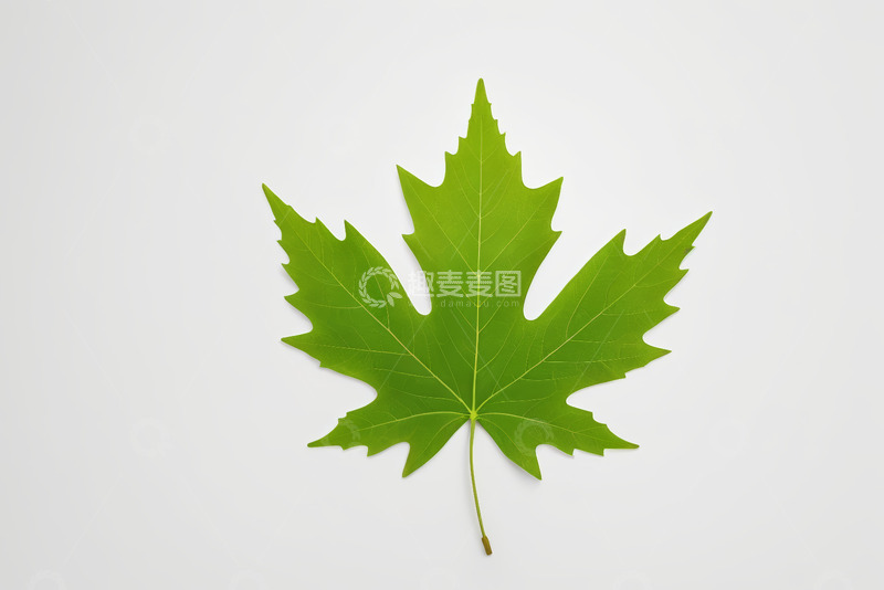 高清大图下载【趣麦麦图】绿色枫叶特写