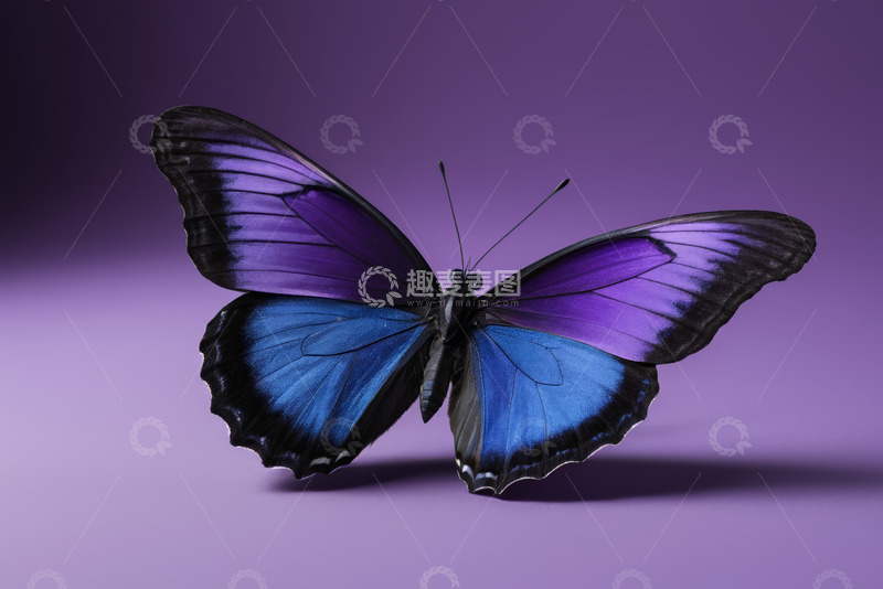 高清大图下载【趣麦麦图】紫色背景上的蓝紫色蝴蝶