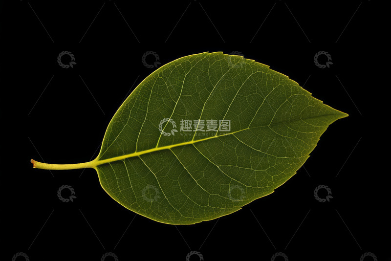 高清大图下载【趣麦麦图】黑色背景下的绿色单叶片素材