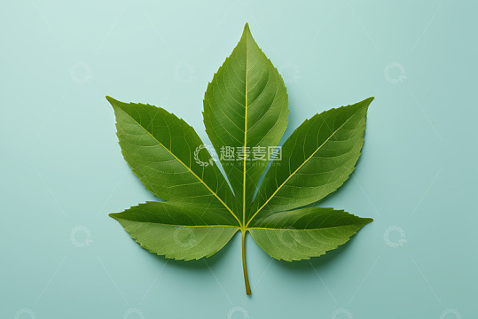 浅绿色背景上的绿色叶片
