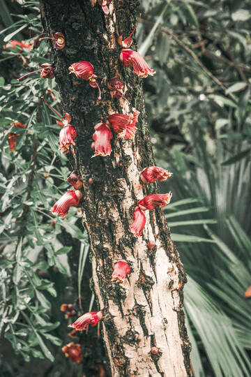 十字架树叉叶木树干红花植物摄影2