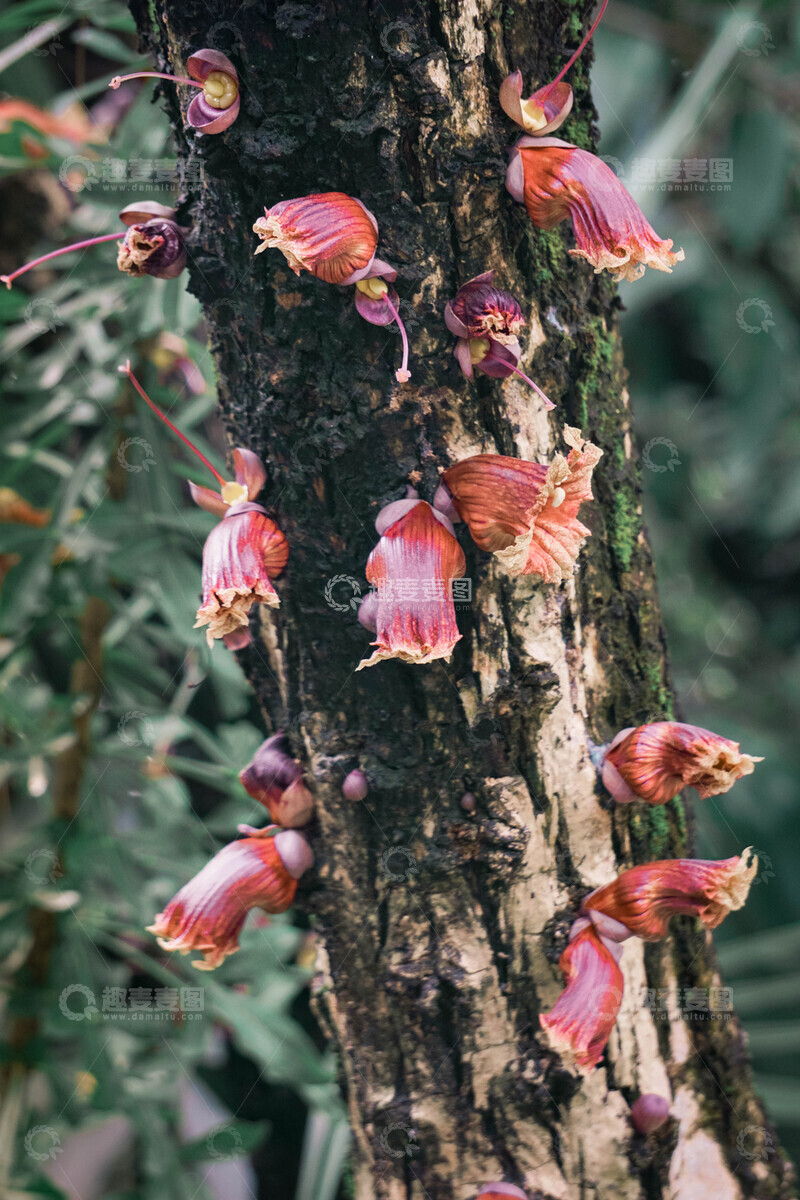 高清大图下载【趣麦麦图】十字架树叉叶木树干红花植物摄影