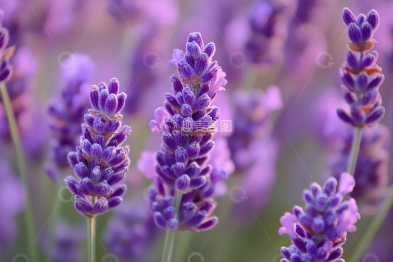 高清大图下载【趣麦麦图】紫色的薰衣草花田