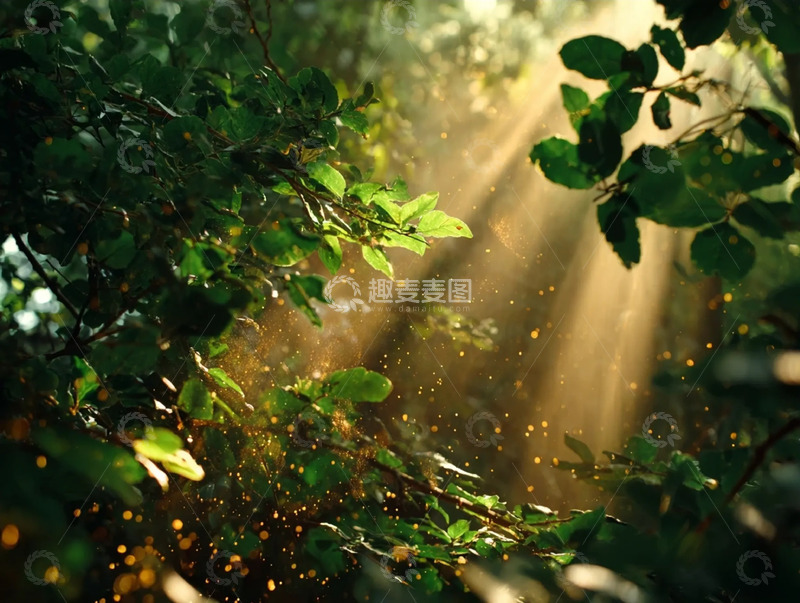 高清大图下载【趣麦麦图】幽暗丛林里的光影错落盛景