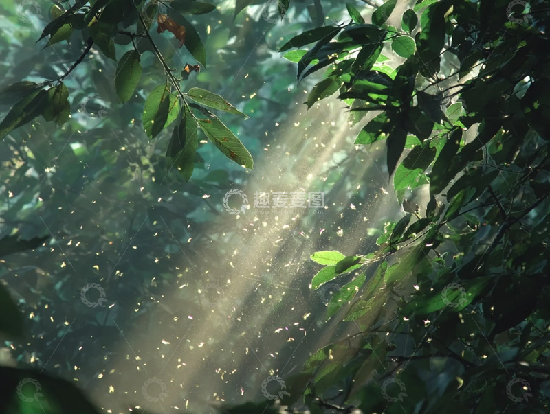 高清大图下载【趣麦麦图】绿植间穿透的金色林间光柱