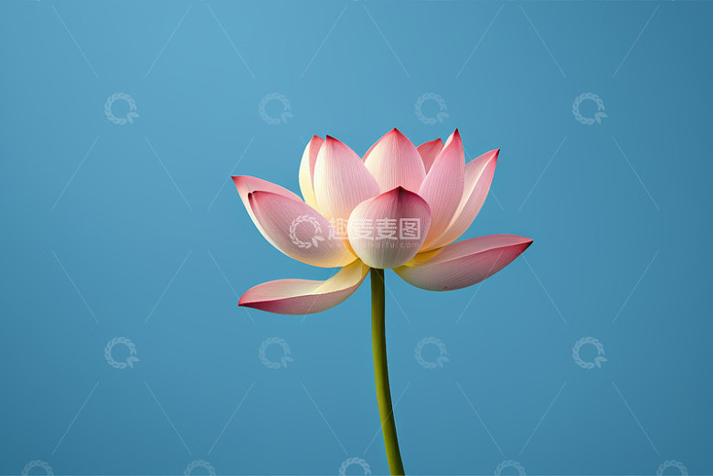 蓝色背景下的单枝粉色莲花