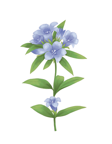滇龙胆清新蓝色花卉植物插画