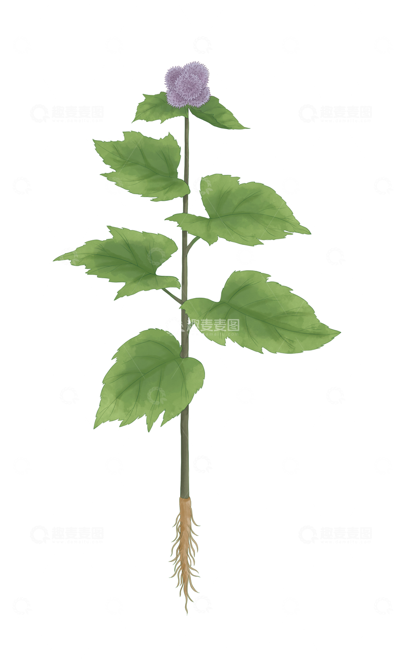 源文件下载【趣麦麦图】云木香植物插画