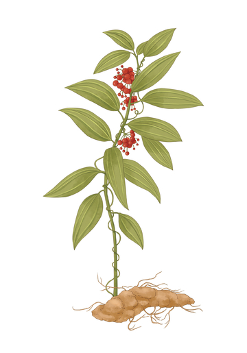 云茯苓草本手绘人参植株插画