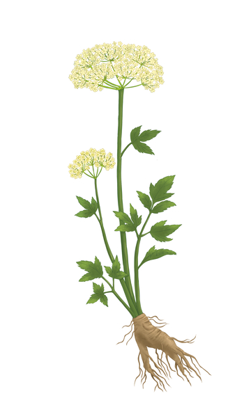 云当归手绘独活植物插画图