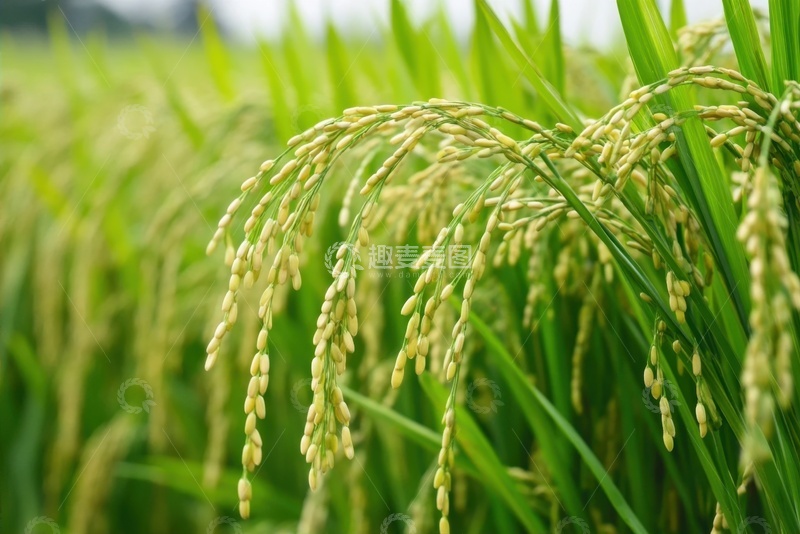 高清大图下载【趣麦麦图】稻穗稻田农作物摄影