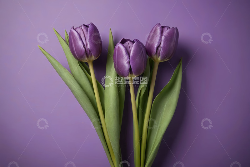 高清大图下载【趣麦麦图】紫色背景上的三朵郁金香
