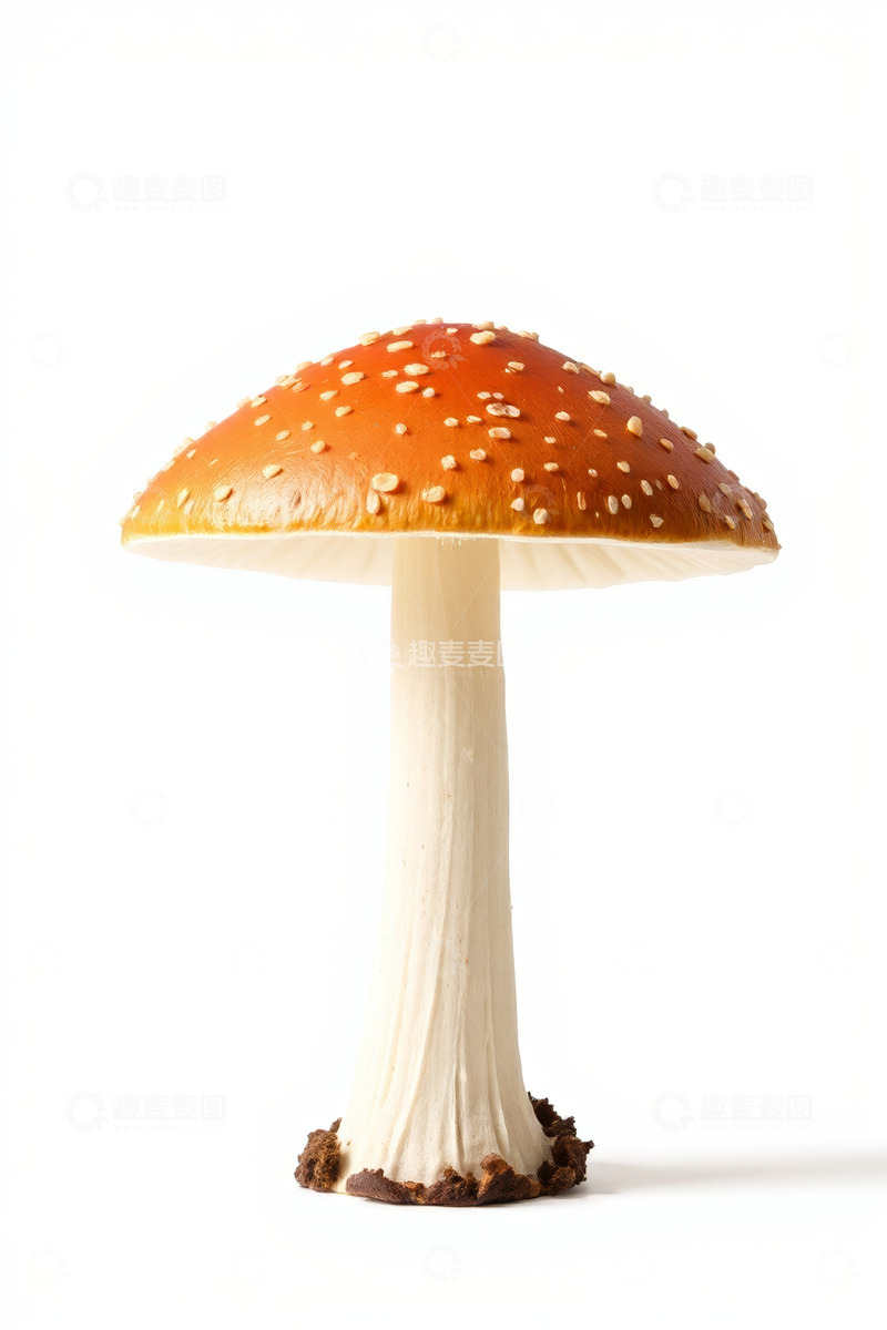 高清大图下载【趣麦麦图】橙色斑点蘑菇特写