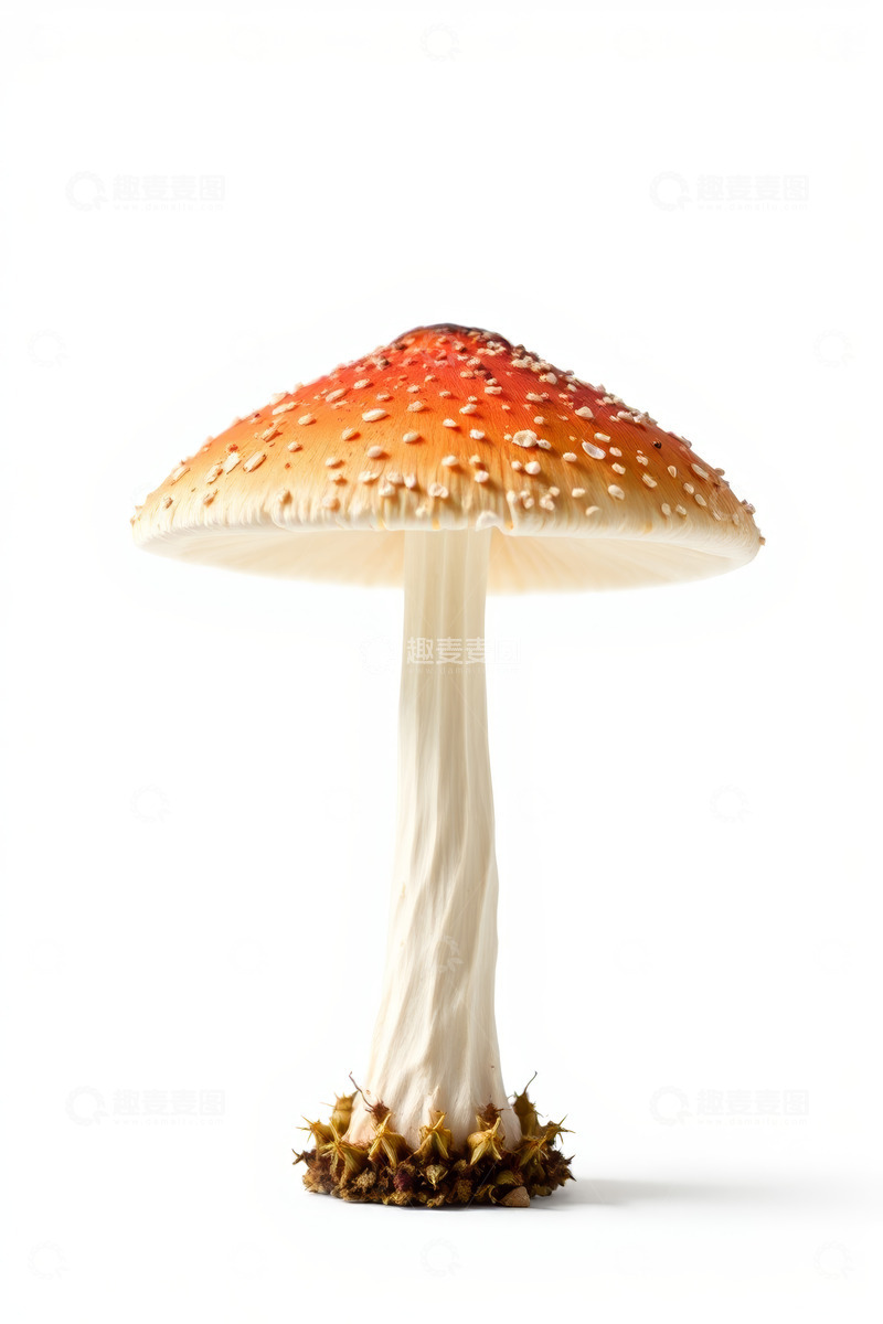 高清大图下载【趣麦麦图】橙红色斑点蘑菇特写