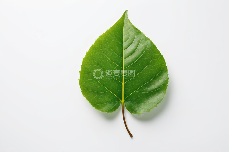 高清大图下载【趣麦麦图】绿色单叶特写