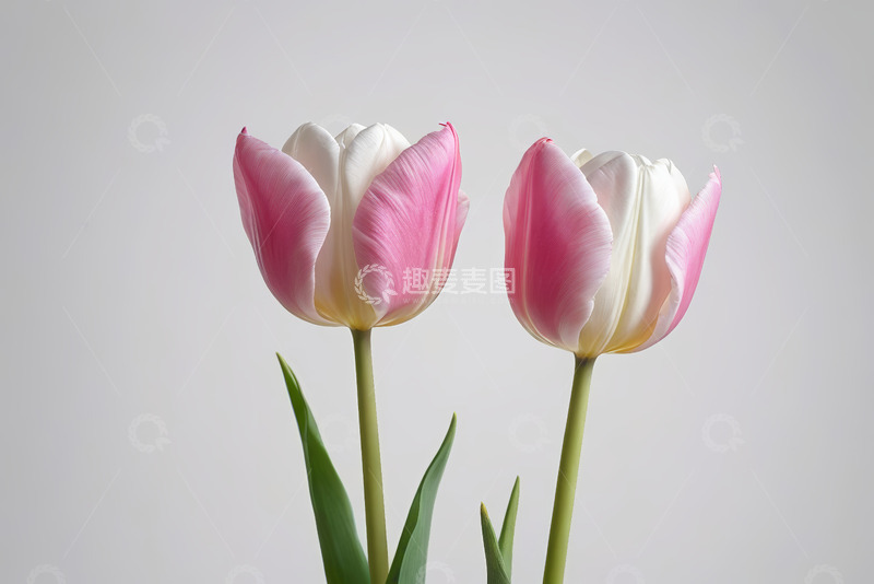 高清大图下载【趣麦麦图】两朵粉色白色相间郁金香