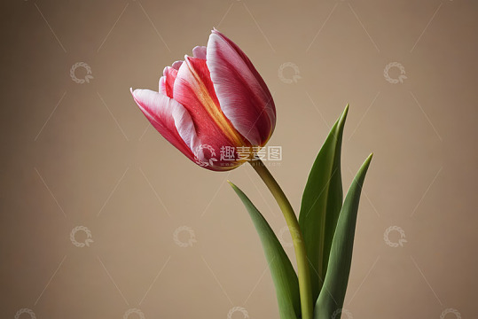 单支粉色郁金香特写