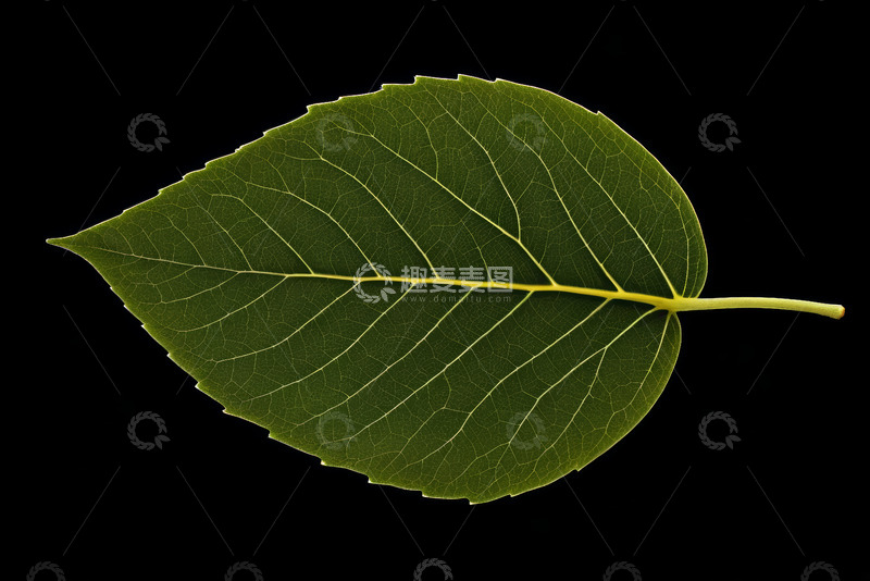高清大图下载【趣麦麦图】绿色单叶片特写