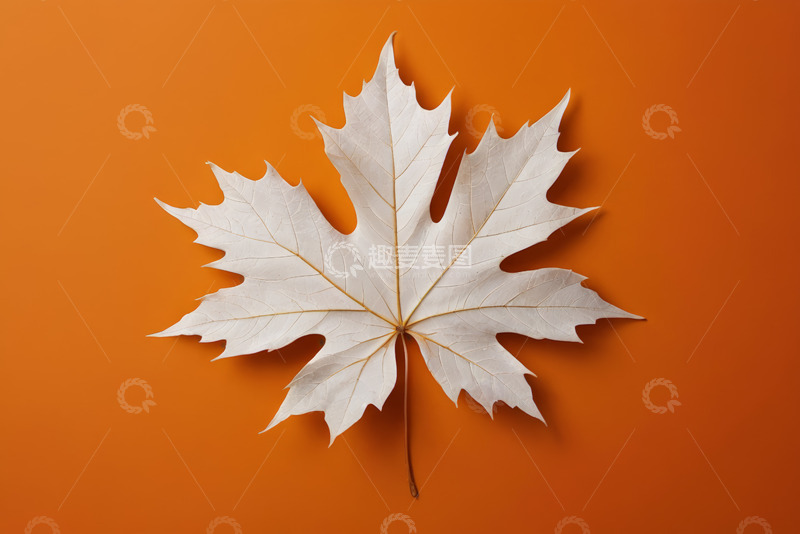 高清大图下载【趣麦麦图】橙色背景上的白色枫叶特写