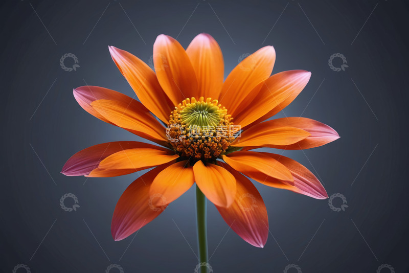 高清大图下载【趣麦麦图】橙色花朵特写