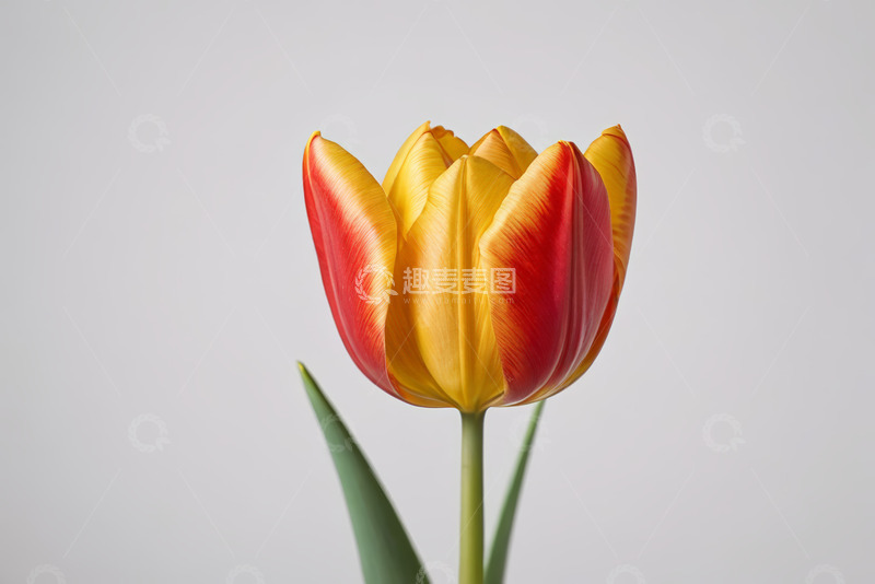 高清大图下载【趣麦麦图】红黄双色郁金香特写