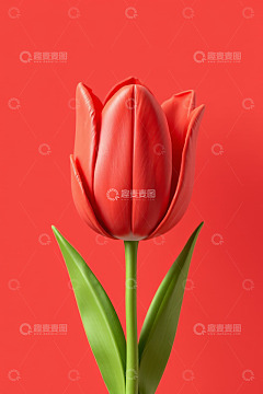 红色郁金香特写