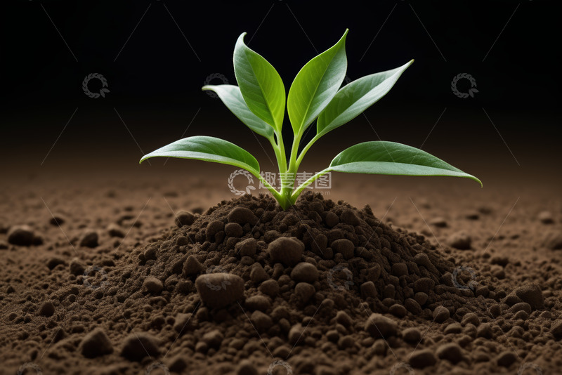 高清大图下载【趣麦麦图】破土而出的嫩绿植物